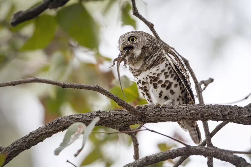 African barred owlet eating a lizard