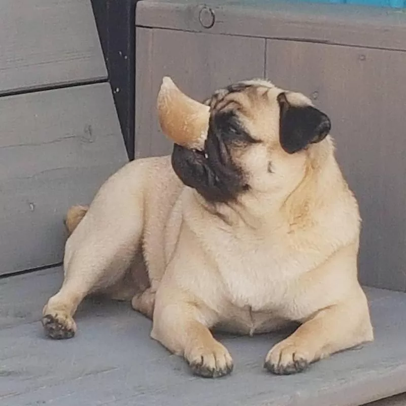 pug