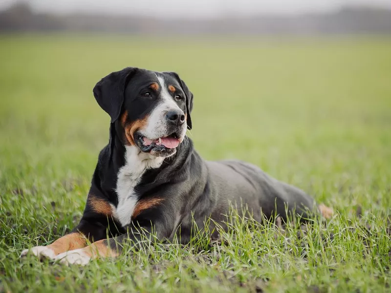 Greater Swiss Mountain Dog