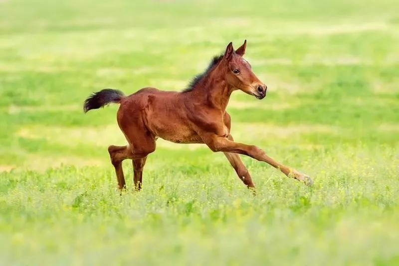 foal running