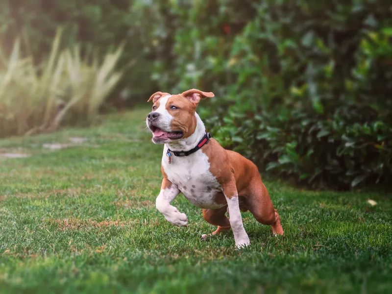 American Staffordshire Terrier playing