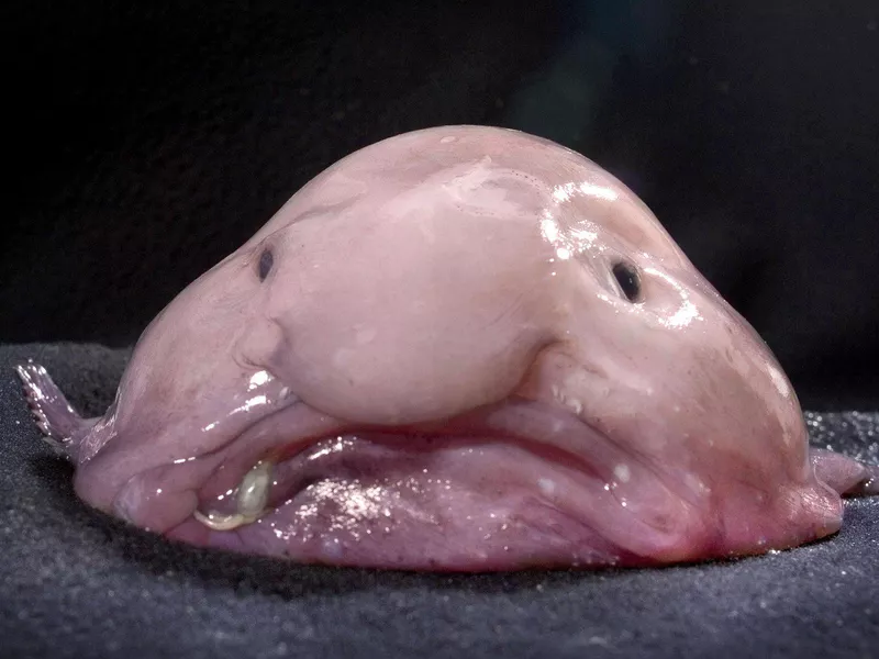 Blobfish front