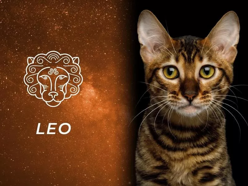 Leo: Toyger