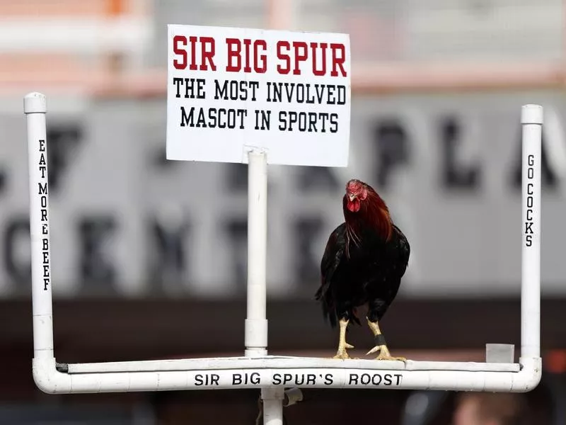 Sir Big Spur