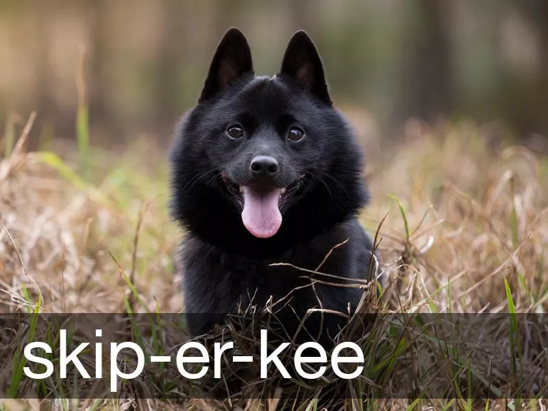 Schipperke