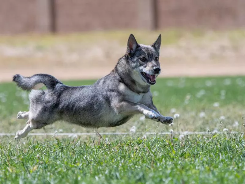 Swedish vallhund racing