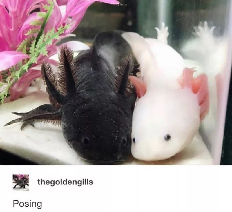 Cute axolotls