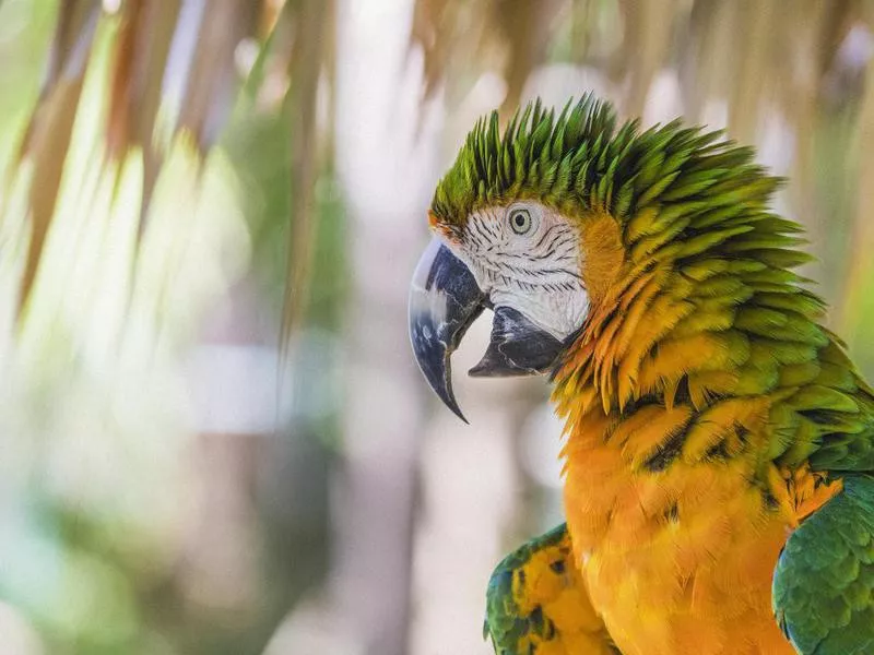 Catalina Macaw