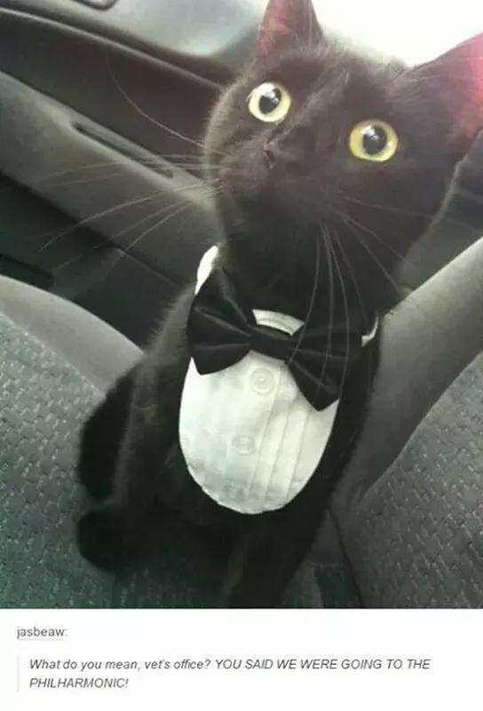 Black cat in a tuxedo