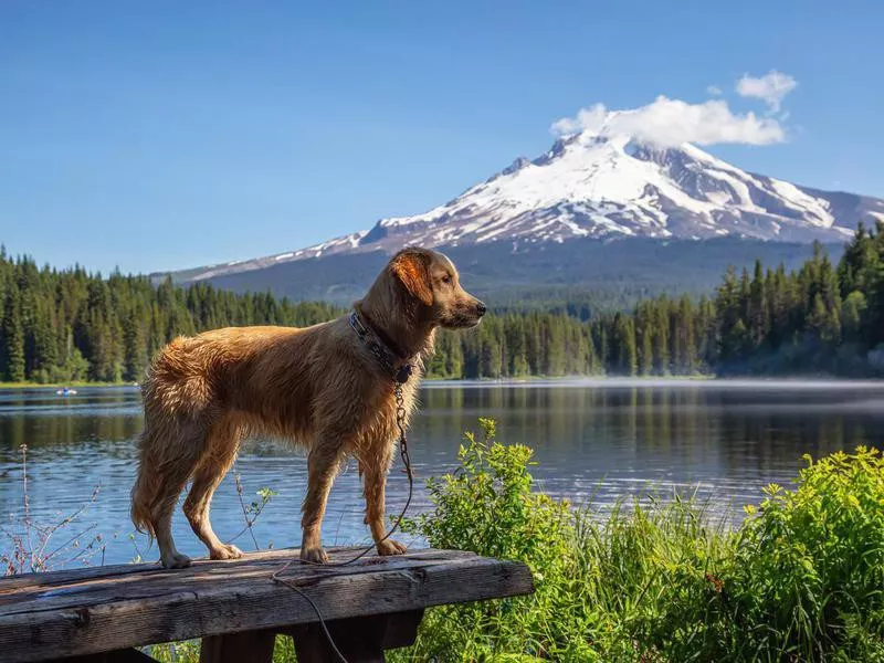 Golden Retriever