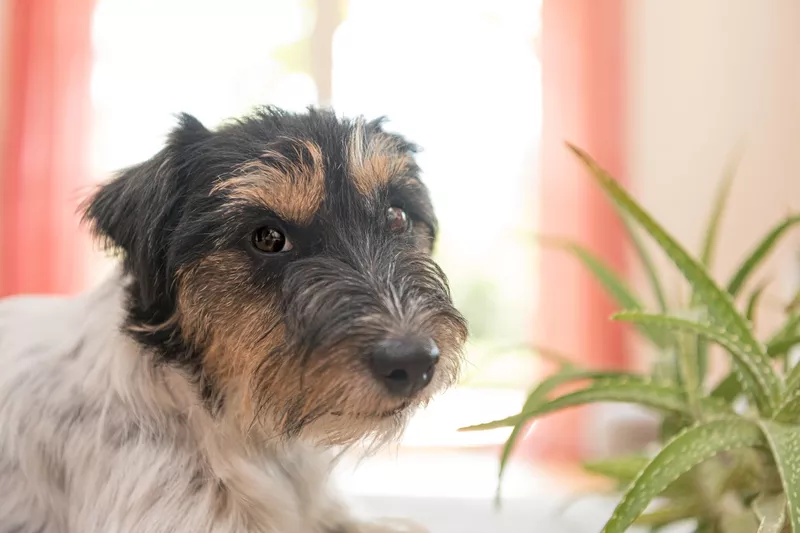 Dog with aloe plant