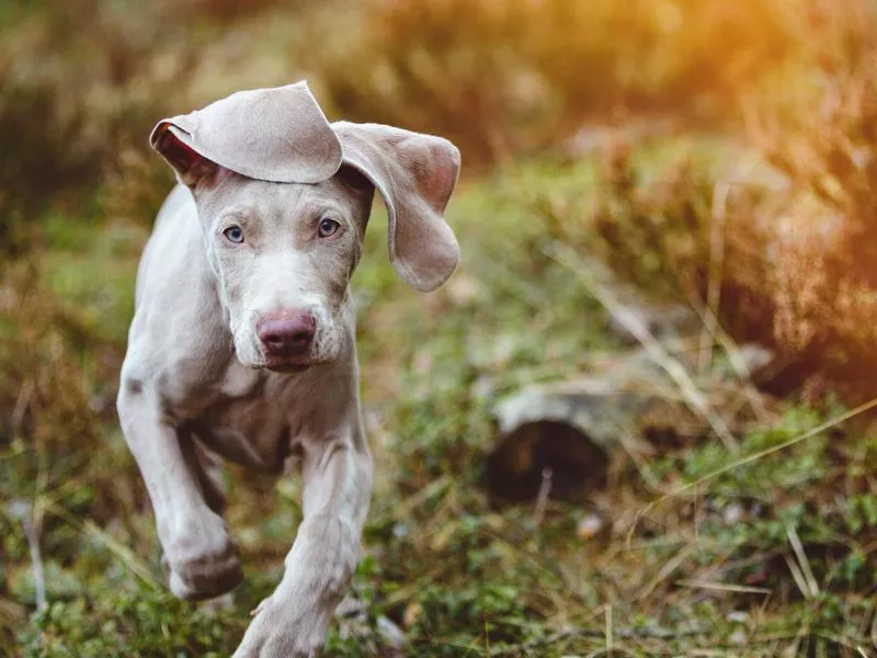 weimaraner