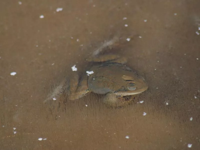 frog2