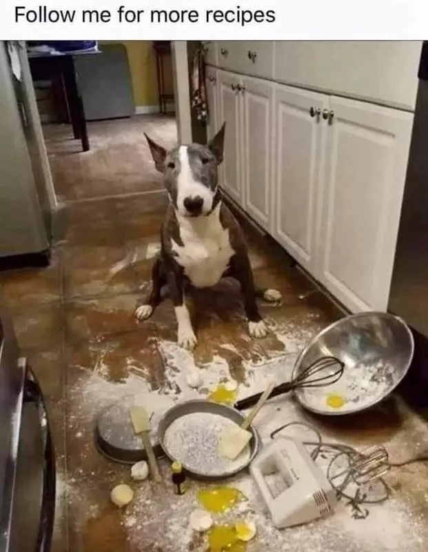 Dog made a mess in the kitchen