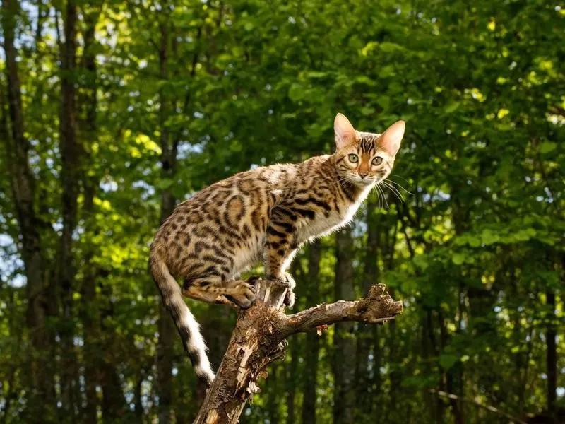 Bengal cat