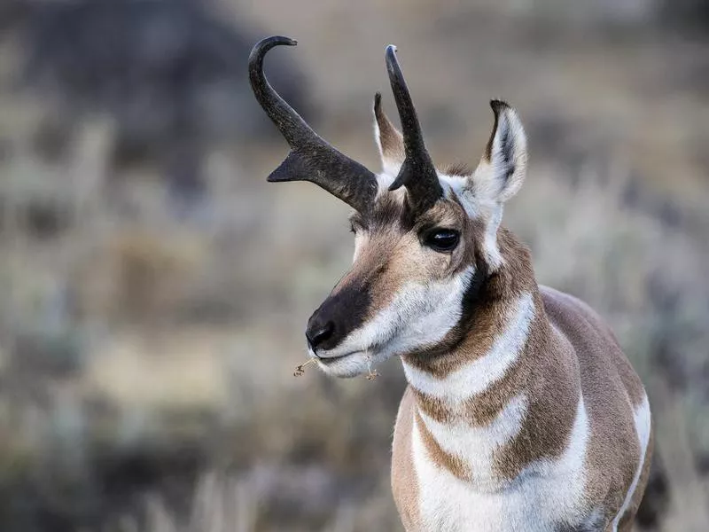 Pronghorn