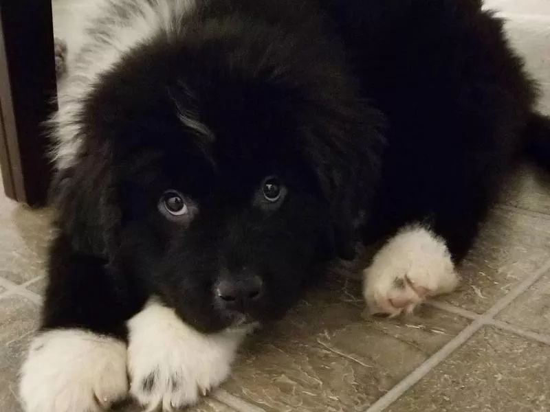 Newfoundland puppy