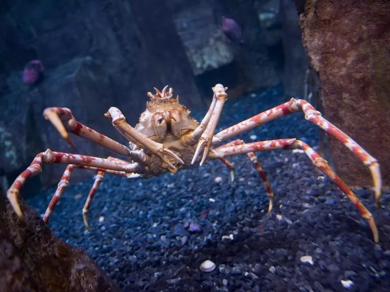 Japanese Spider Crab