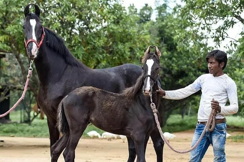 Marwari Horses