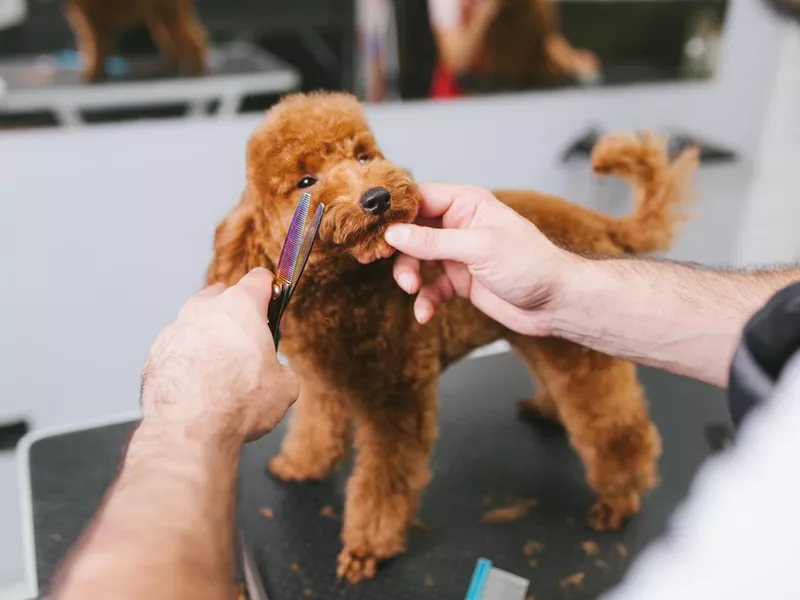 Puppy being groomed