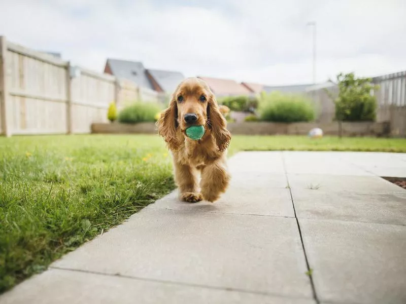 Cocker spaniel Dog Playing Fetch