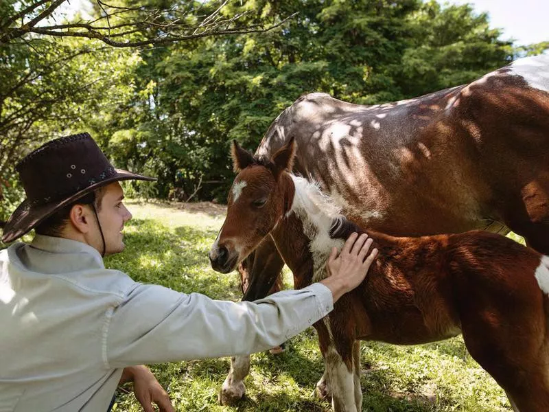 Cheerful horse breeder stroking a foal