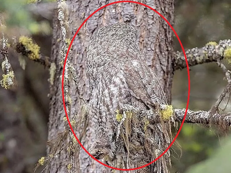 Owl camouflage