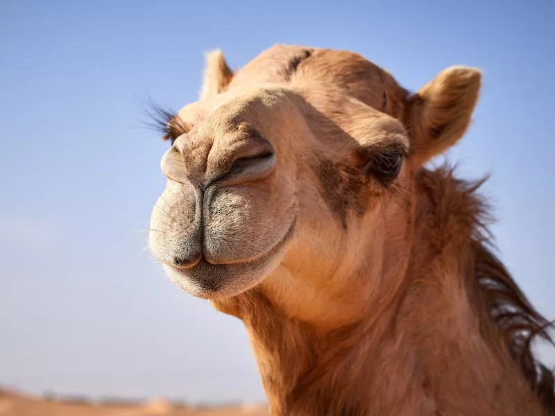 Camel portrait