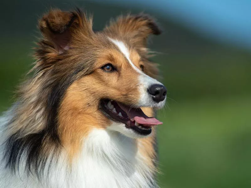 Collie