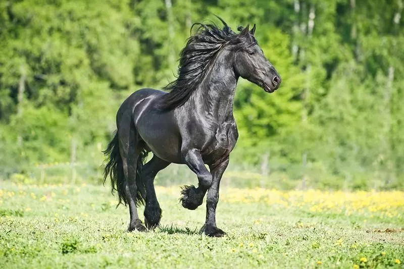 Friesian Horse