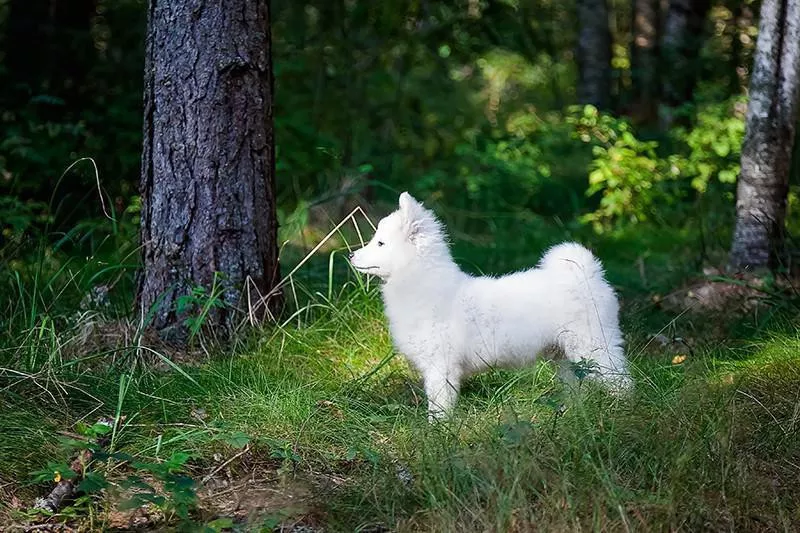 Japanese Spitz