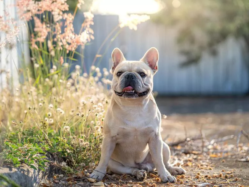 French Bulldog