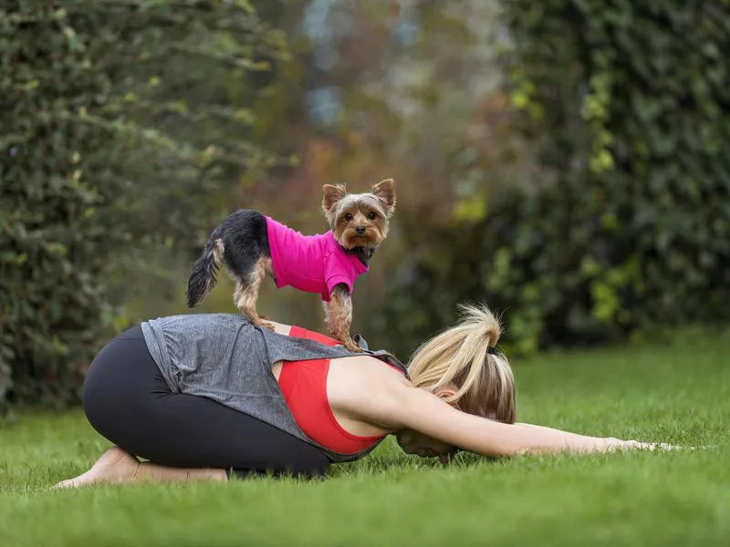 Yorkshire Terrier