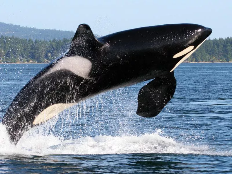 Killer Whale