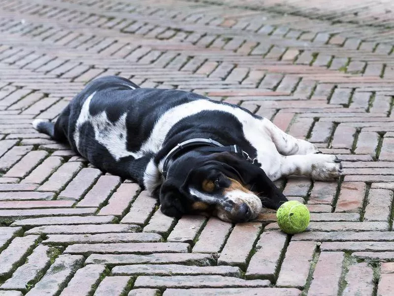 Basset Hound