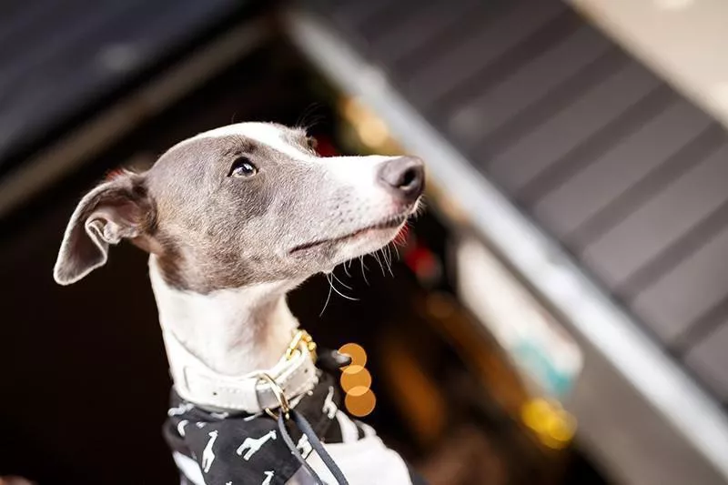 Whippet on stairs