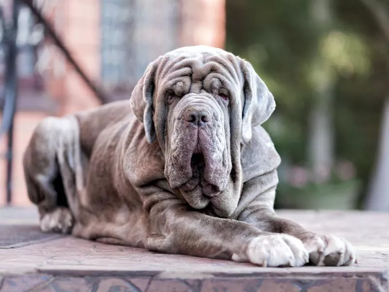 Neapolitan Mastiff