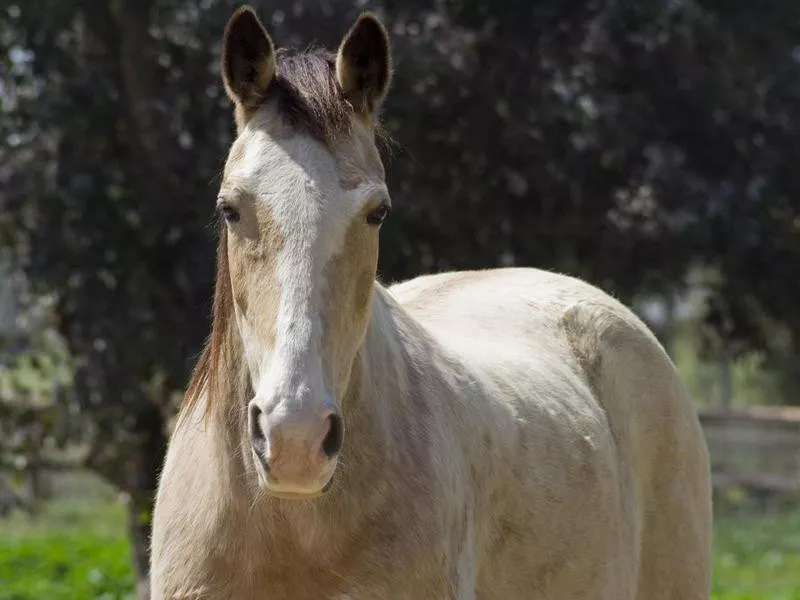 Tennessee Walking Horse