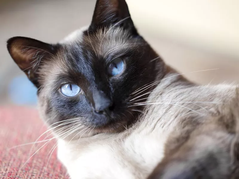 Siamese cat