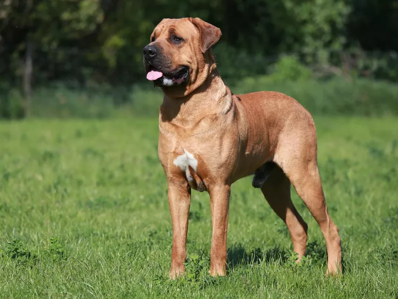 Beautiful japanese mastiff tosa inu dog against green natural background