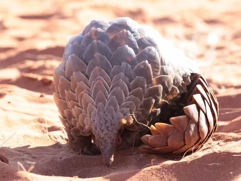 Ground Pangolin