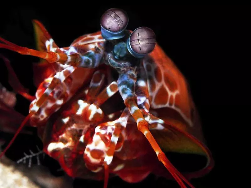 Peacock Mantis Shrimp