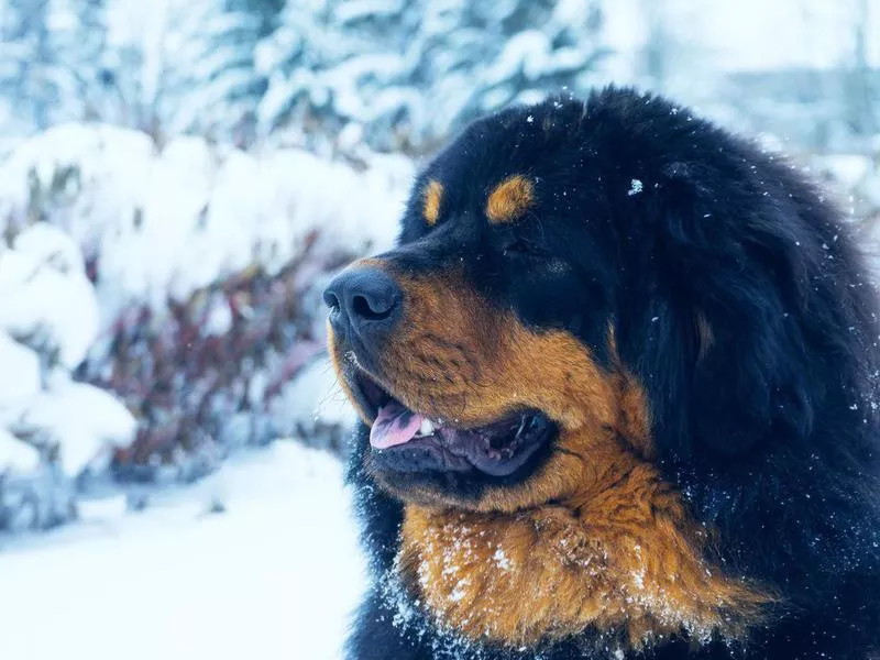 Goofiest Dog Breeds: Tibetan Mastiff