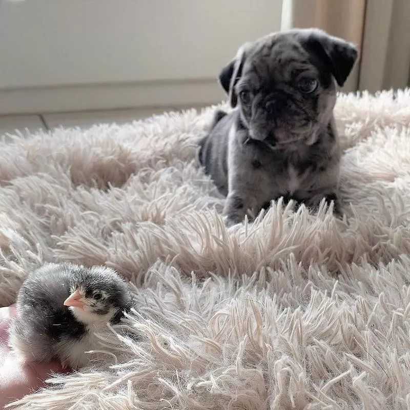 Dog and baby bird