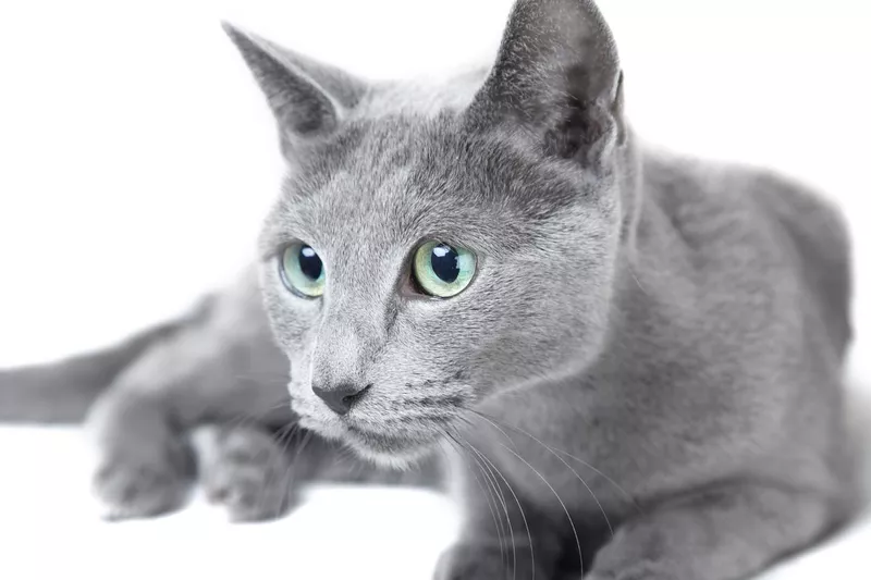 Russian blue cat