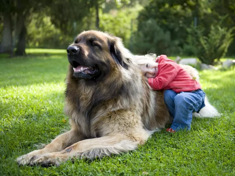 leonberger