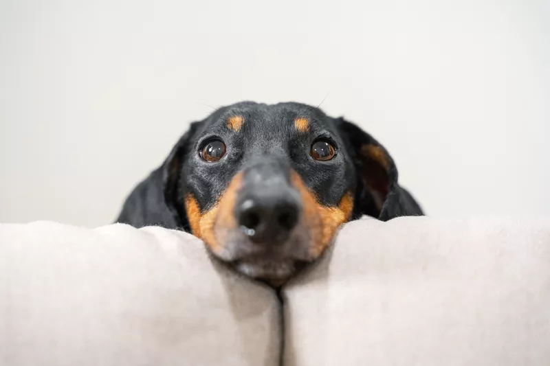 Dachshund