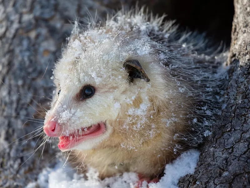 Opossum