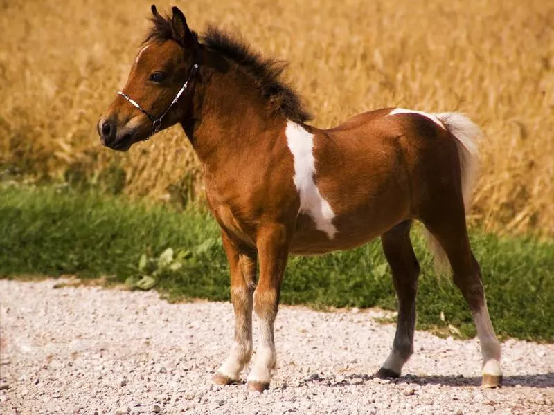 Miniature Horse