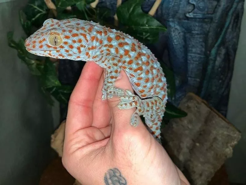 Tokay geckos